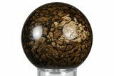 Polished Fossil Stromatolite (Chlorellopsis?) Sphere - Wyoming #369067-1